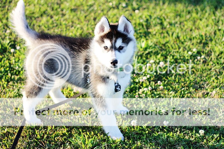 Little Bear Mishka~♥ (Updated 10/14/18) - Page 2 IMG_0433copy2-sm_zps5bbae133