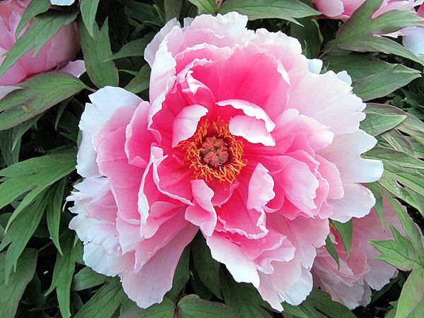 Our Little Acre: Paying Homage to Peonies and Irises