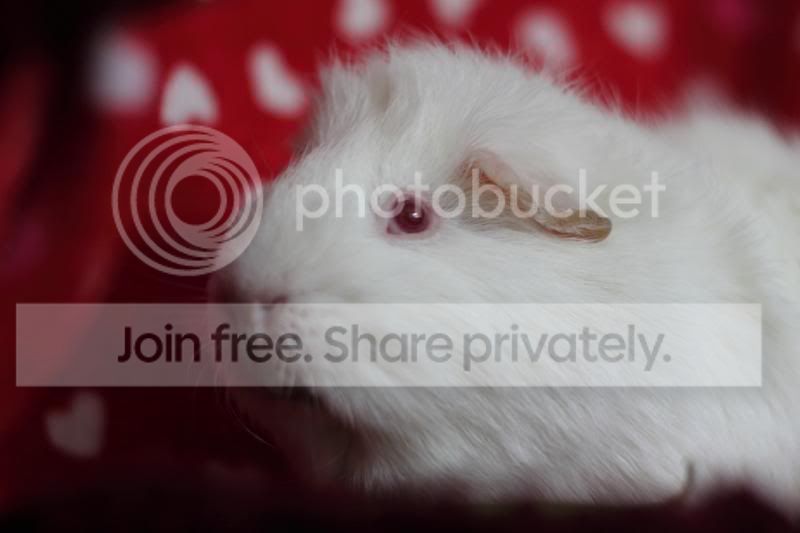 IMG_2339_zps752c63d4.jpg