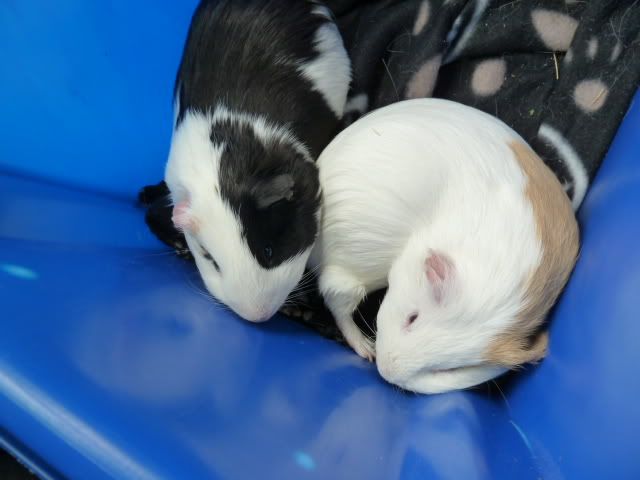 P1030410.jpg