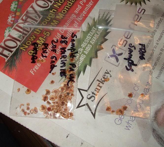 First Time Dyckia Seed Sowing.. 11/19/11 DSCF0825