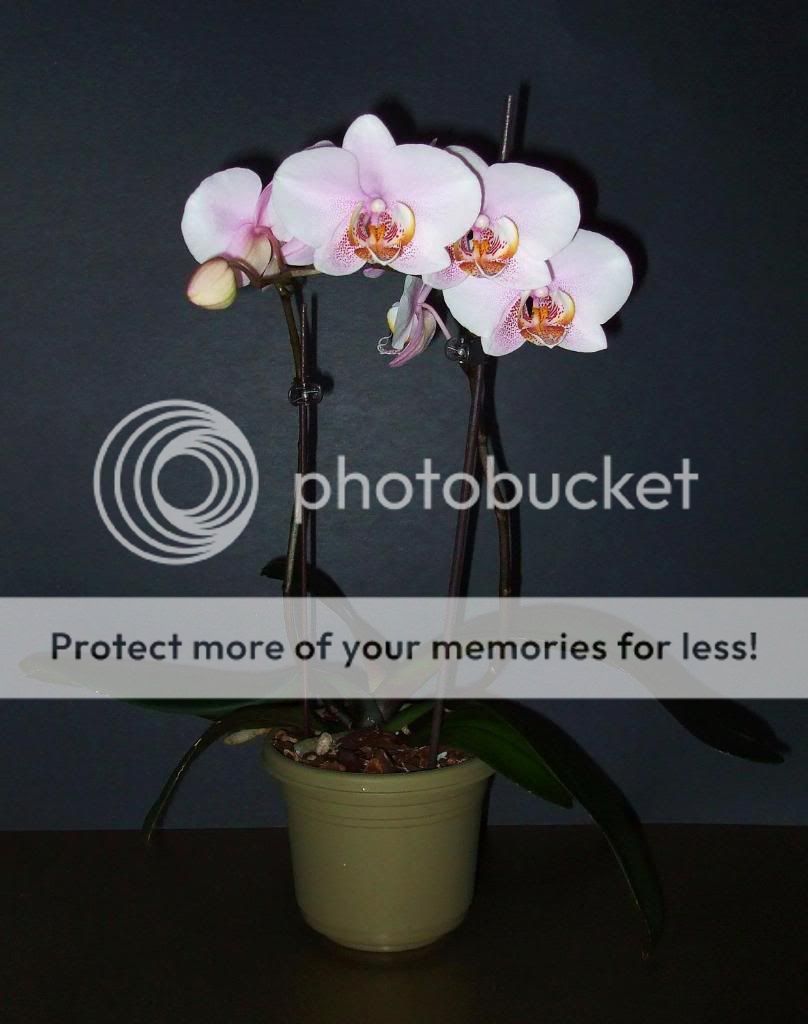 Orchid Blooms.. DSCF9287