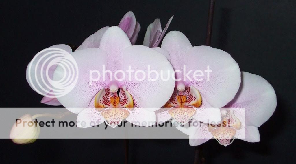 Orchid Blooms.. DSCF9290