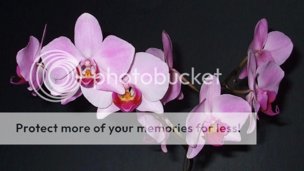 Orchid Blooms.. DSCF9297