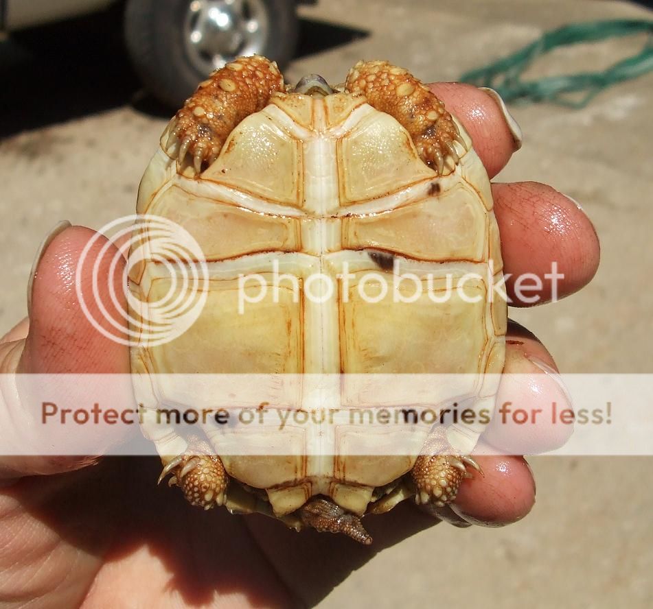 A Plastron View Color/Markings | Tortoise Forum