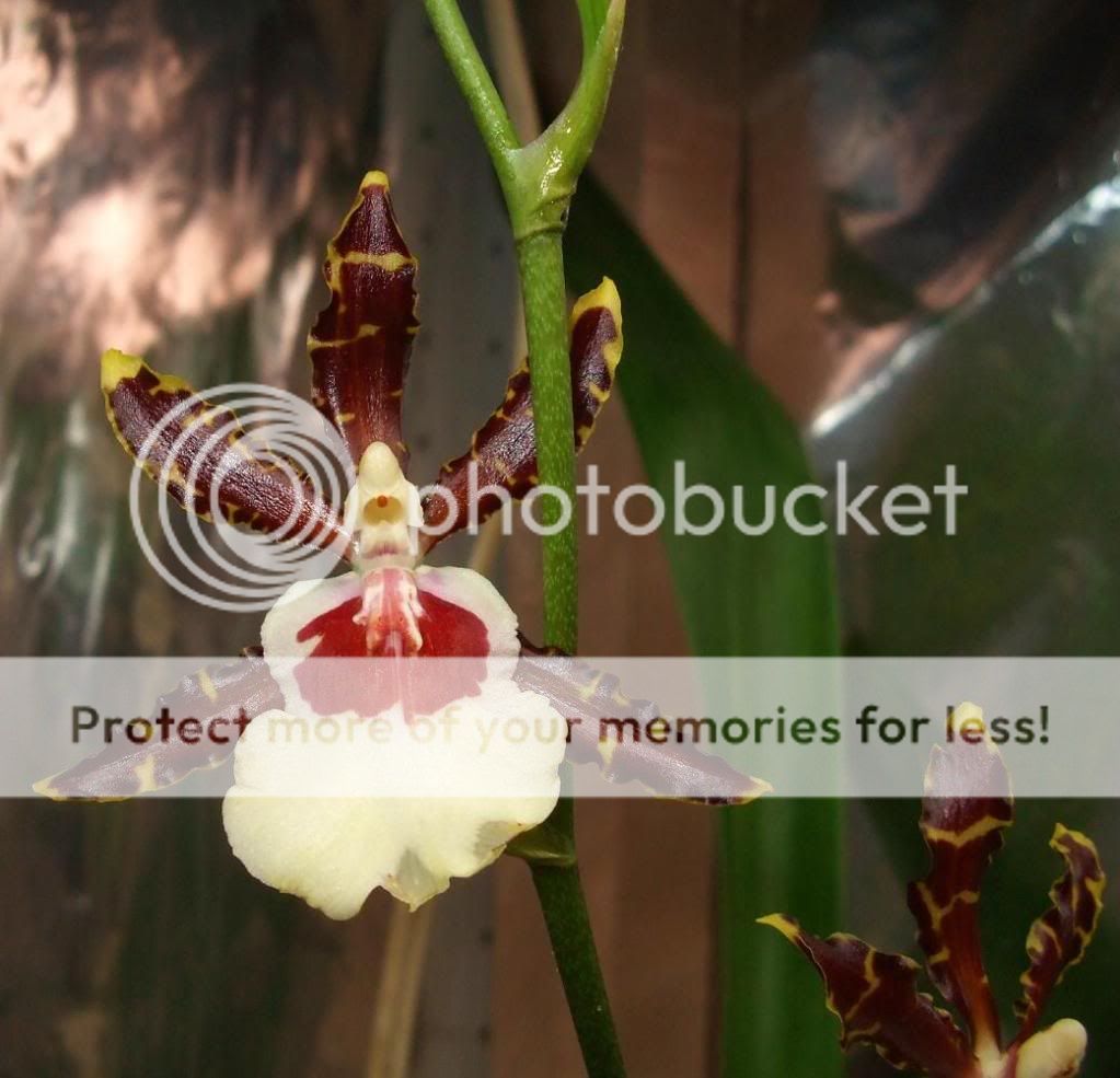 Orchid Blooms.. DSCF0678