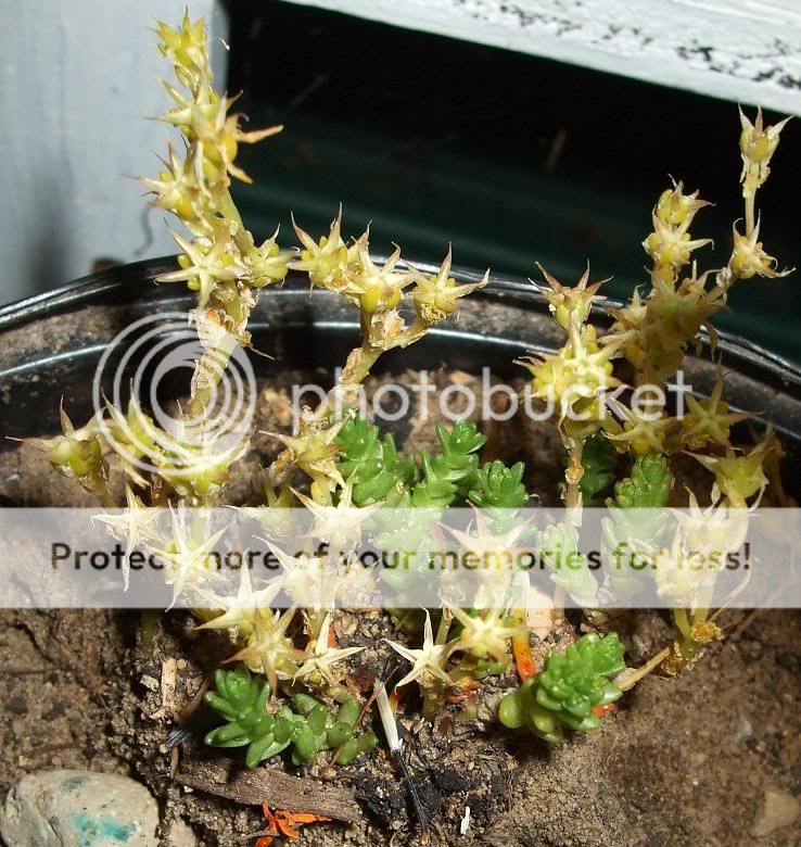 What grow with Czech houseleeks - Sedum acre Newcactiandotherplants013K