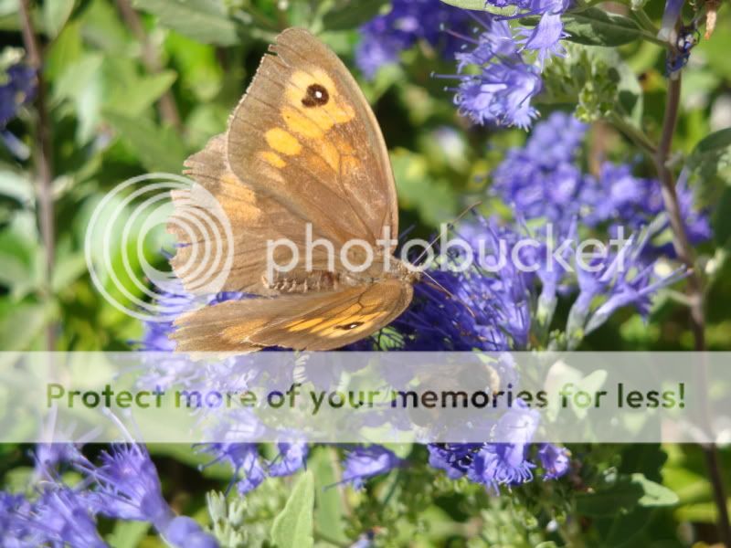 Papillons, bourdons and Cie DSC04272
