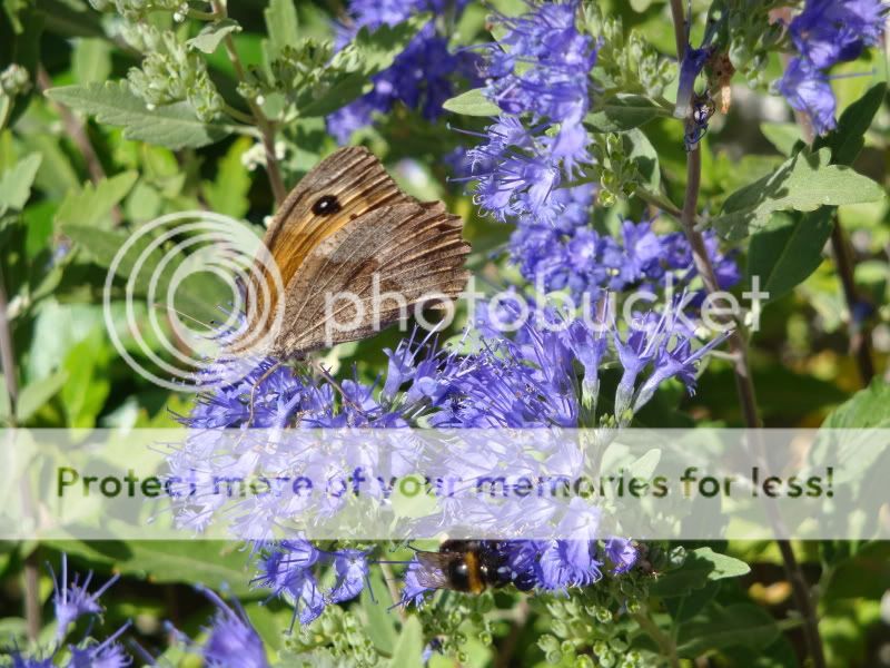 Papillons, bourdons and Cie DSC04273