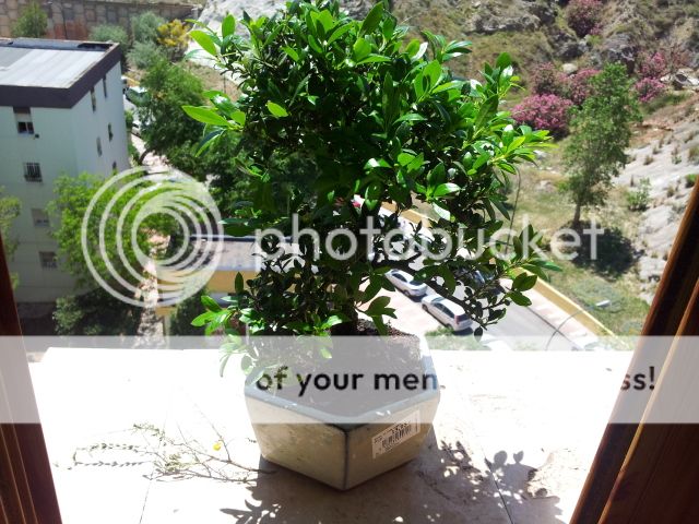 Primer bonsai y ni idea de cual es 20120522_151607