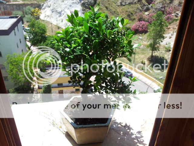 Primer bonsai y ni idea de cual es 20120522_151626