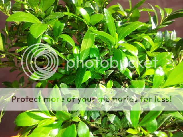 Primer bonsai y ni idea de cual es 20120522_171036