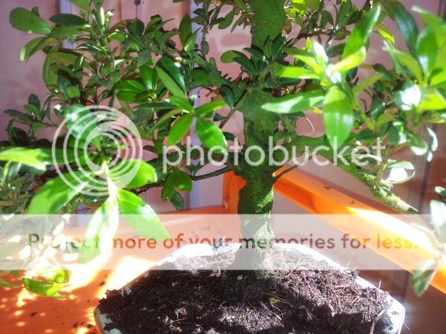 Primer bonsai y ni idea de cual es 20120522_171054