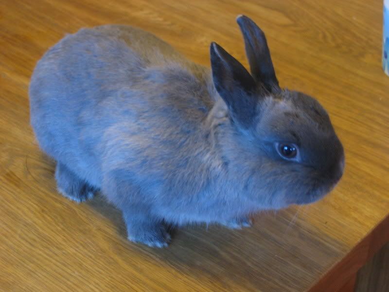 bunnie.jpg