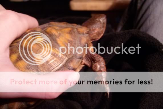 Found Sick/Dying Box turtle - EMERGENCY CARE - Turtle Forum