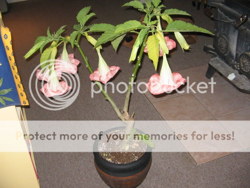 Brugmansia Brugmansia007