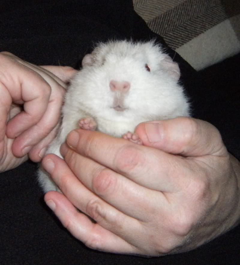 fluffeth2.jpg