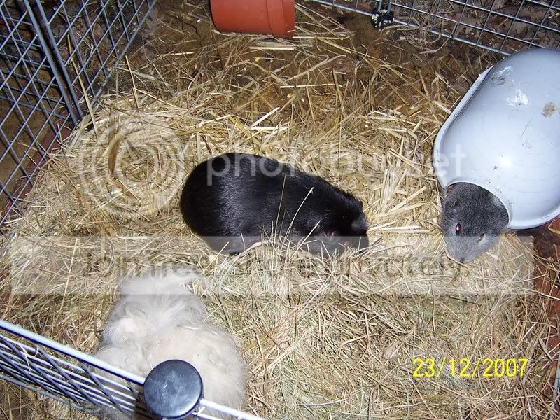 Picture065-4.jpg