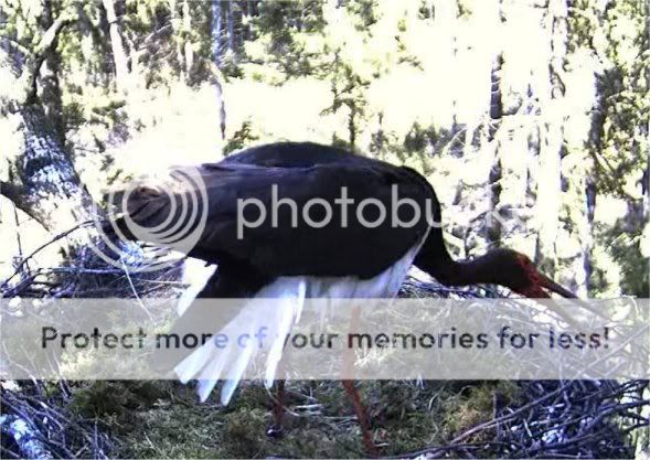 Black Stork Camera Lovers - Page 4 1354callingdancing