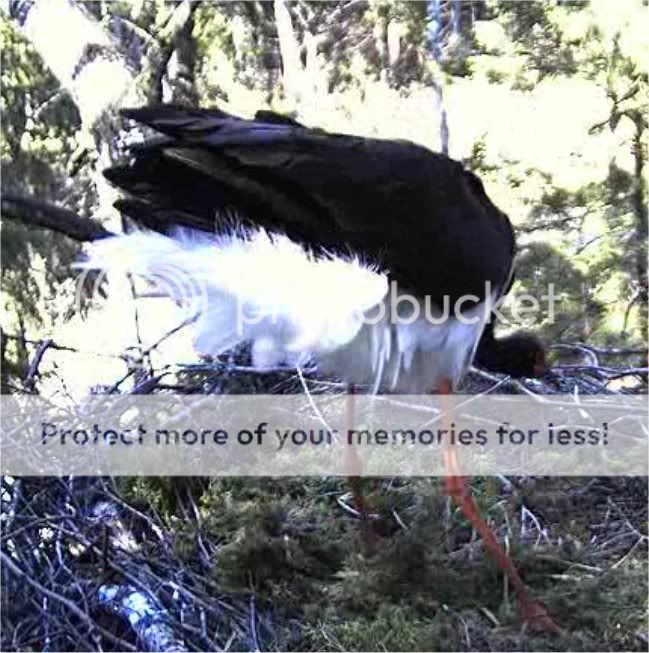 Black Stork Camera Lovers - Page 4 1354dancing