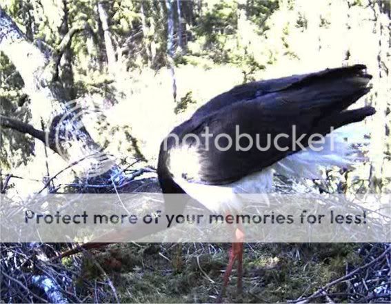 Black Stork Camera Lovers - Page 4 1355dancingscreaming