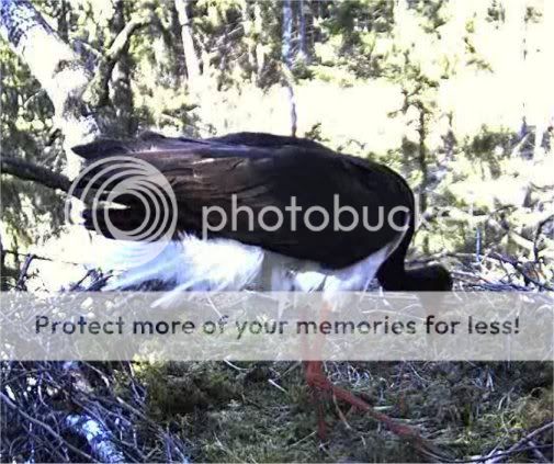 Black Stork Camera Lovers - Page 4 1355screaming