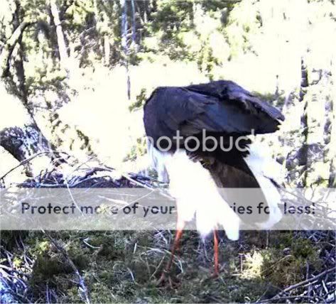 Black Stork Camera Lovers - Page 4 1357dancing