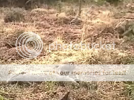 Fallow Deer Cam from New Forest (Lyndhurst, UK) Warning!!! You will see animal corpses here! - Page 6 2buzand2baits