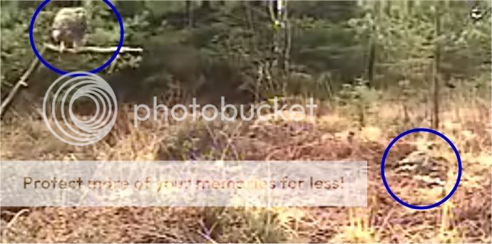 Fallow Deer Cam from New Forest (Lyndhurst, UK) Warning!!! You will see animal corpses here! - Page 6 2bzs