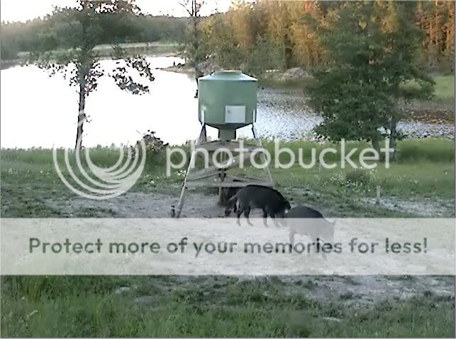 Wild Pig Camera Lovers/ ADDRESS CHANGED TO SWEDISH STREAMING CAM - Page 9 3pigs
