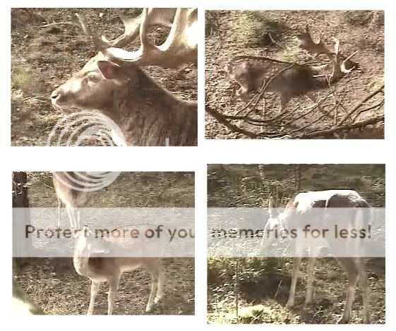 Fallow Deer Cam from New Forest (Lyndhurst, UK) Warning!!! You will see animal corpses here! - Page 3 4pics