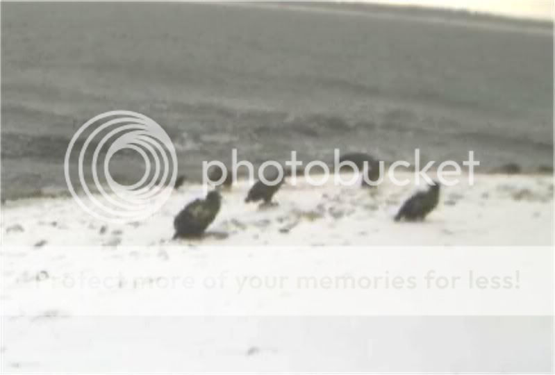 Grey Seal webcam - Page 6 5eagles