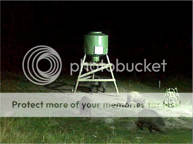 Wild Pig Camera Lovers/ ADDRESS CHANGED TO SWEDISH STREAMING CAM - Page 22 5pigs