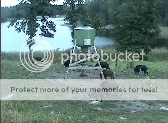 Wild Pig Camera Lovers/ ADDRESS CHANGED TO SWEDISH STREAMING CAM - Page 18 7909