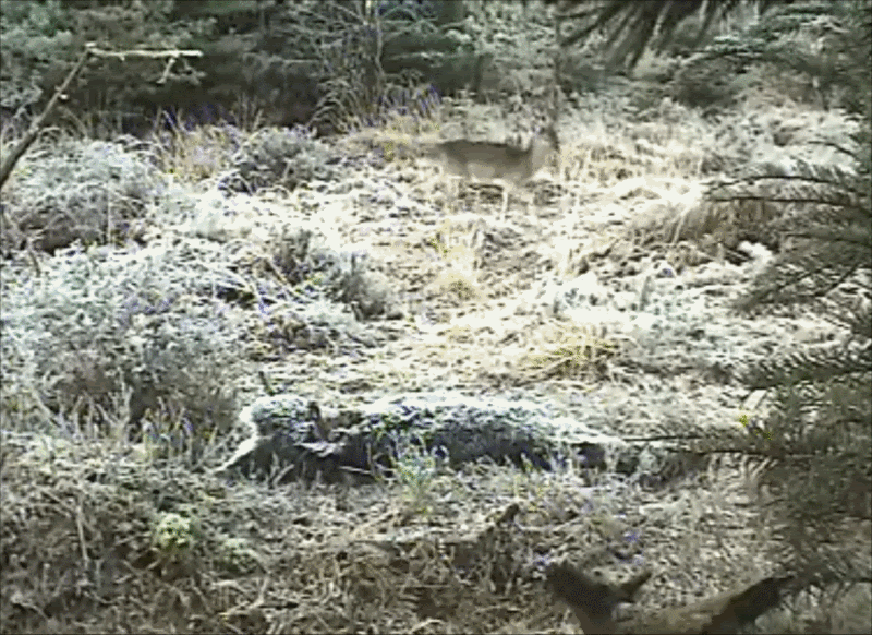 Fallow Deer Cam from New Forest (Lyndhurst, UK) Warning!!! You will see animal corpses here! - Page 8 FDCdeervisit
