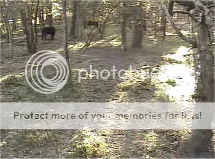 Fallow Deer Cam from New Forest (Lyndhurst, UK) Warning!!! You will see animal corpses here! - Page 3 HORSES