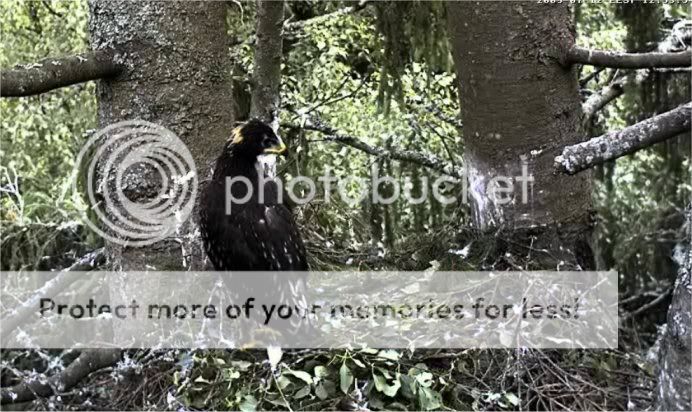 Lesser Spotted Eagle Camera Lovers / NEW: another cam in Latvia !! - Page 3 S01