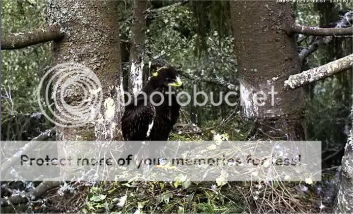 Lesser Spotted Eagle Camera Lovers / NEW: another cam in Latvia !! - Page 3 S24