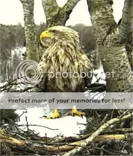 White-tailed Eagle Camera Lovers - Page 3 SULEV1