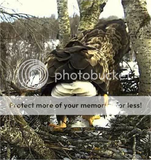 White-tailed Eagle Camera Lovers - Page 3 SULEVTAIL