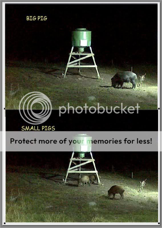 Wild Pig Camera Lovers/ ADDRESS CHANGED TO SWEDISH STREAMING CAM - Page 25 Bigpigsmallpigs