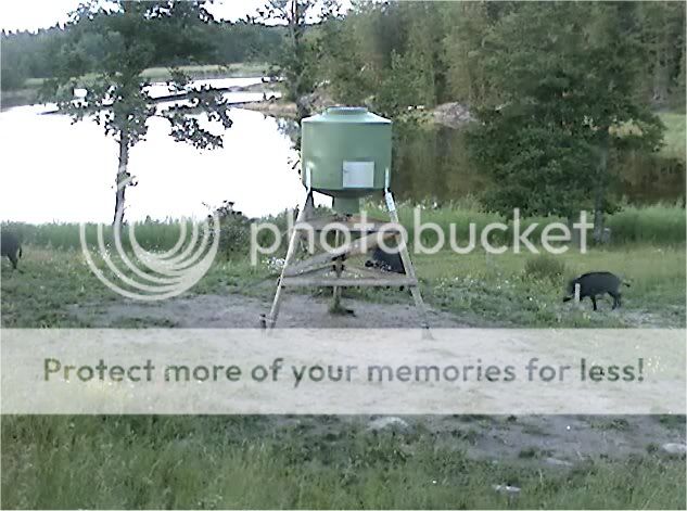 Wild Pig Camera Lovers/ ADDRESS CHANGED TO SWEDISH STREAMING CAM - Page 11 Boar3