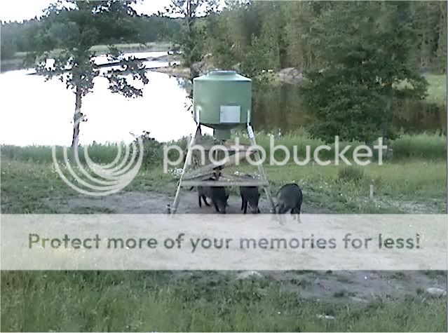 Wild Pig Camera Lovers/ ADDRESS CHANGED TO SWEDISH STREAMING CAM - Page 11 Boar4