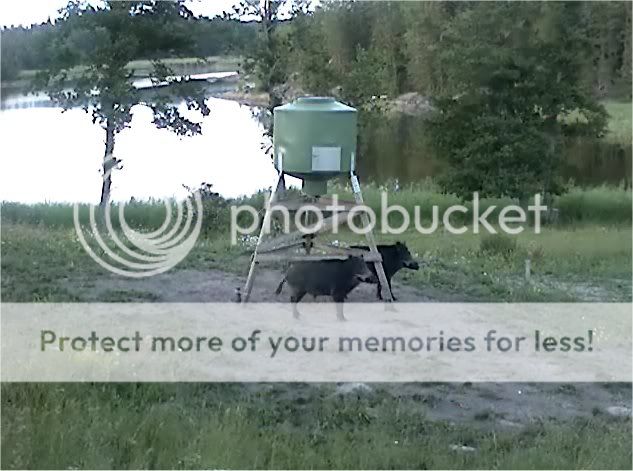 Wild Pig Camera Lovers/ ADDRESS CHANGED TO SWEDISH STREAMING CAM - Page 11 Boar5