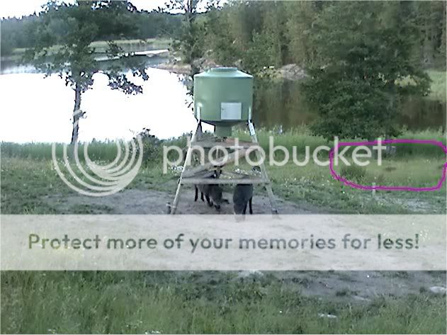 Wild Pig Camera Lovers/ ADDRESS CHANGED TO SWEDISH STREAMING CAM - Page 11 Boar6