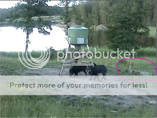 Wild Pig Camera Lovers/ ADDRESS CHANGED TO SWEDISH STREAMING CAM - Page 11 Boar7