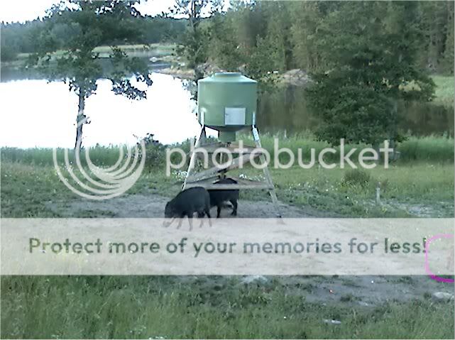 Wild Pig Camera Lovers/ ADDRESS CHANGED TO SWEDISH STREAMING CAM - Page 11 Boar8
