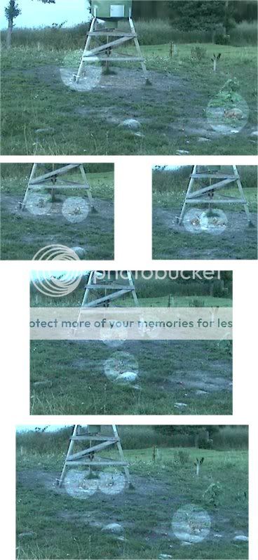 Wild Pig Camera Lovers/ ADDRESS CHANGED TO SWEDISH STREAMING CAM - Page 15 Bunnies