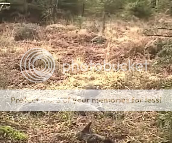 Fallow Deer Cam from New Forest (Lyndhurst, UK) Warning!!! You will see animal corpses here! - Page 6 Buzzardsat2piecesofbait