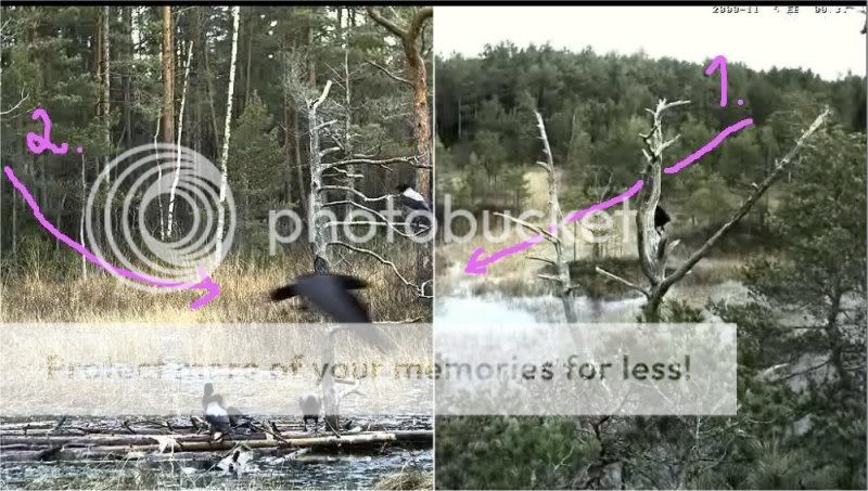 EAGLE WINTER FEEDING GROUND CAMERAS - Page 3 Cams